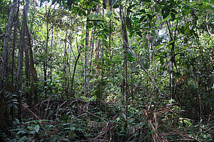 Traditional Dâw housing site Image of Amazonian Rain Forest